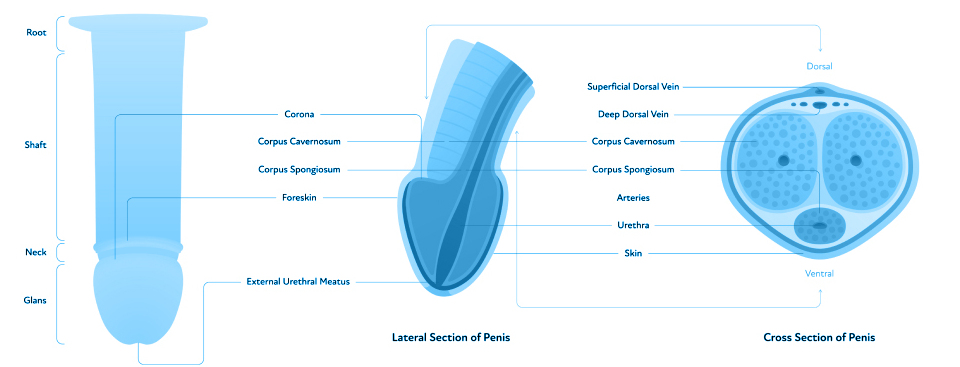 Perfect penis method